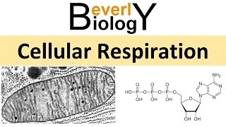 Cellular Respiration [upl. by Mohsen]