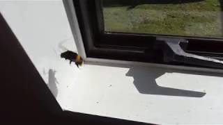 Bumblebee trapped in house [upl. by Harmaning834]