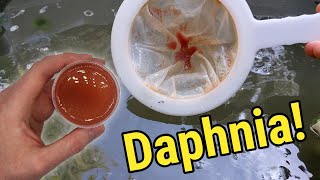 How I Culture Daphnia In Outdoor Tubs [upl. by Brozak]