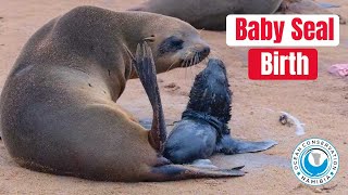 Baby Seal Live Birth [upl. by Aneled]