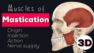 MUSCLES OF MASTICATION  3D [upl. by Greenburg]