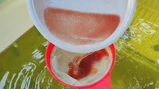 How to culture daphnia  Daphnia culture  How to grow daphnia outdoor [upl. by Carlos939]