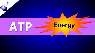 ATP Adenosine Triphosphate [upl. by Rendrag]