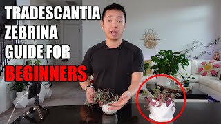 Tradescantia Zebrina House Plant Guide for Beginners [upl. by Alemaj]