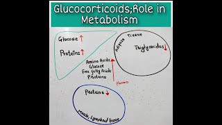 Role Of Glucocorticoids in Metabolism [upl. by Verena]