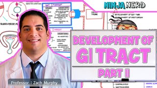 Gastrointestinal  Development amp Embryology of the GI Tract Part 2 [upl. by Korman]