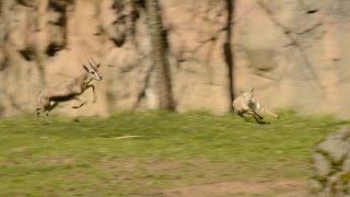 Tiny gazelle leads highspeed chase at zoo [upl. by Bloxberg]