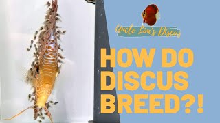 HOW DO DISCUS BREED [upl. by Ardnahc]