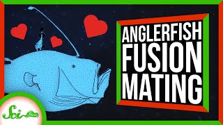 How Anglerfishes Become One With Their Partners [upl. by Oluas]