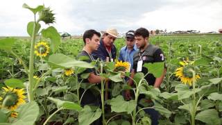 Agronomia Unicesumar  Profissão em Foco [upl. by Adyaj584]