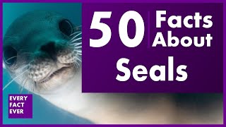 50 Fact About Seals [upl. by Arnaud]