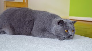 British Shorthair Cat is getting his daily brushing [upl. by Linson]