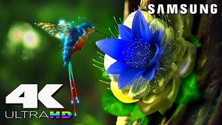 4K ULtra HD  SAMSUNG UHD Demo׃ LED TV [upl. by Atilamrac40]