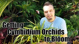 Getting Cymbidium Orchids to Bloom [upl. by Airod697]