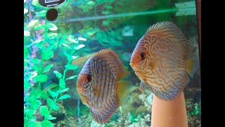 Breed discus successfully I DISCUS DIVANA [upl. by Guenna]