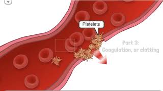 Hemophilia Clotting Cascade  How does your body stop bleeding  AboutKidsHealth at SickKids [upl. by Licht808]