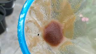 How to culture daphnia moina in a small container Part 1 English Subtitle [upl. by Llacam]