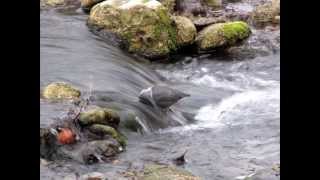 The American Dipper [upl. by Hedges621]