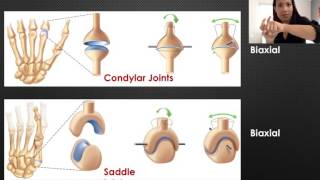 Six Types of Synovial Joints [upl. by Emlyn629]