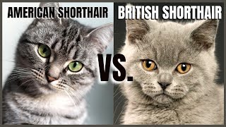 American Shorthair VS British Shorthair [upl. by Crissie]