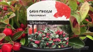 Gaultheria procumbens  Wintergreen  Arts Nursery [upl. by Matrona752]