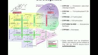 Steroidogenesis  The Biosynthesis of Steroids from Cholesterol [upl. by Haroun322]