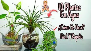 10 Plantas De INTERIOR que se CULTIVAN en AGUA [upl. by Adnarrim]