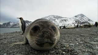 Friendliest seals ever  Antarctica Ep2 [upl. by Sayles]