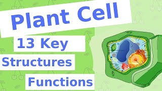 The Plant Cell  13 Key Structures [upl. by Dickens]