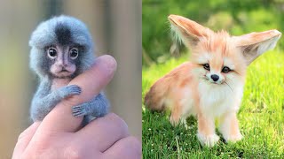 15 Cutest Exotic Animals You Can Own As Pets [upl. by Ahsercal9]