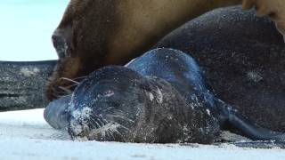 Galápagos Sea Lion Birth [upl. by Ecirtahs]