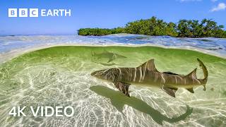 Stunning 4K Underwater Nature Footage  BBC Earth [upl. by Libre]