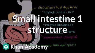 Small intestine 1 Structure  Gastrointestinal system physiology  NCLEXRN  Khan Academy [upl. by Fayina255]