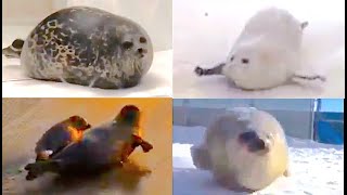 The ULTIMATE bouncing SEALS video [upl. by Gothurd]