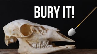 HOW TO CLEAN A SKULL EASY BURYING METHOD [upl. by Feinstein326]