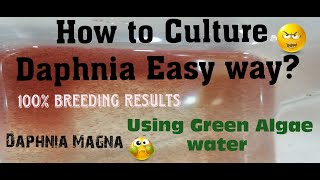 Daphnia MagnaHow to Culture Daphnia Easy wayCulturing Daphnia using Green water Daphnia [upl. by Ynohtnanhoj]