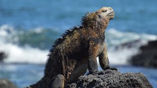 Wildlife of the Galápagos Islands [upl. by Rhodie]