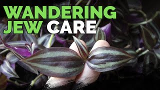 Wandering Jew Plant Care Growing Tradescantia Zebrina [upl. by Burty]