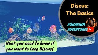 Discus Fish Basics Introduction to keeping Discus for the Newbie [upl. by Marucci192]