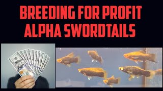 Breeding For Profit  Alpha Swordtails [upl. by Ayhay]