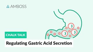 Regulating Gastric Acid Secretion Acetylcholine Gastrin and Histamine [upl. by Aihk741]