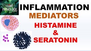 INFLAMMATION Part 4 Chemical Mediators HISTAMINE amp SEROTONIN [upl. by Arratahs]