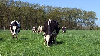 Lélevage bio des vaches laitières à la Bergerie nationale [upl. by Meeks267]