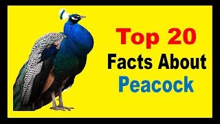 Peacock  Facts [upl. by Abil]