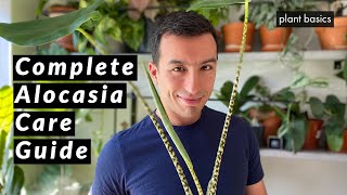 Alocasia Zebrina Complete Care Guide Repotting and Common Problems [upl. by Enomaj]