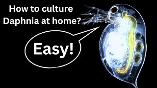 BEST Live Fish Food Beginner guide How to Culture Daphnia at home [upl. by Marron196]