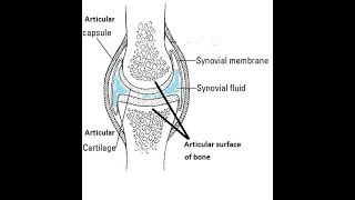 Fibrous Flexor Sheaths and Synovial Flexor Sheaths [upl. by Ahsoek]