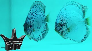 Breeding Discus [upl. by Muscolo]