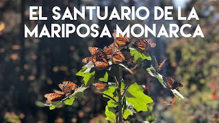 El fascinante Santuario de las Mariposas Monarcas  El Rosario Michoacán México [upl. by Meadow]