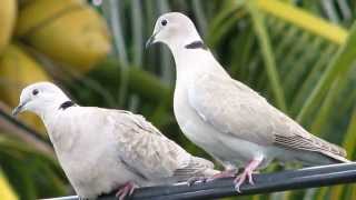 Dove Pictures and Sounds [upl. by Mosi805]